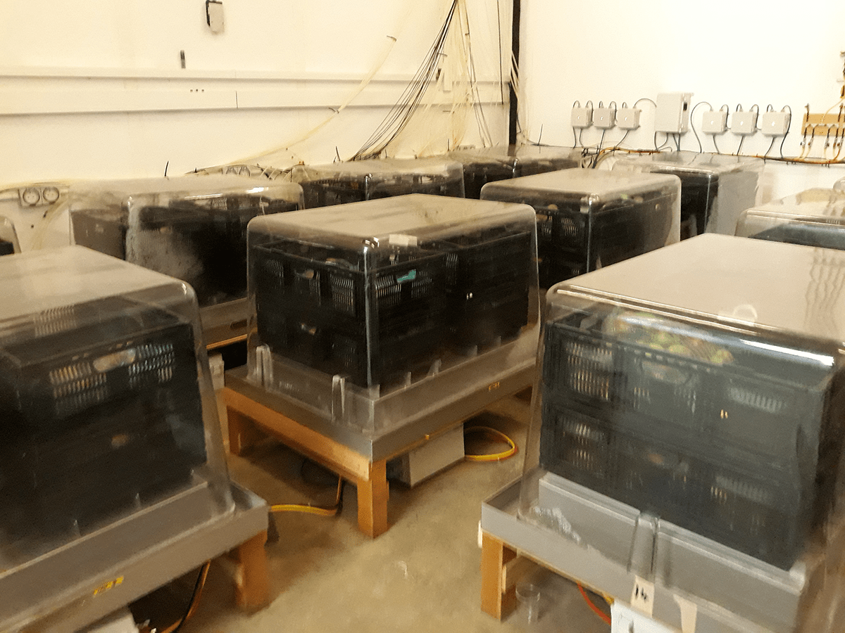 Fruit packing and quality assessment at PQC