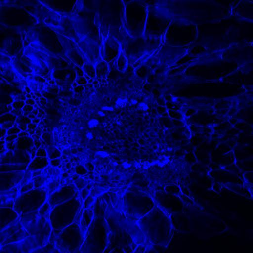 Microscopic image showing cellular structure